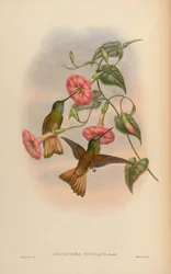Helianthea osculans = Coeligena violifer osculans